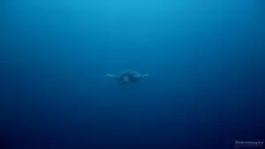 Turtle in the blue - wallpaper