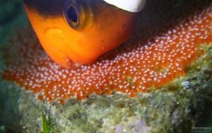 Clark's anemonefish babies