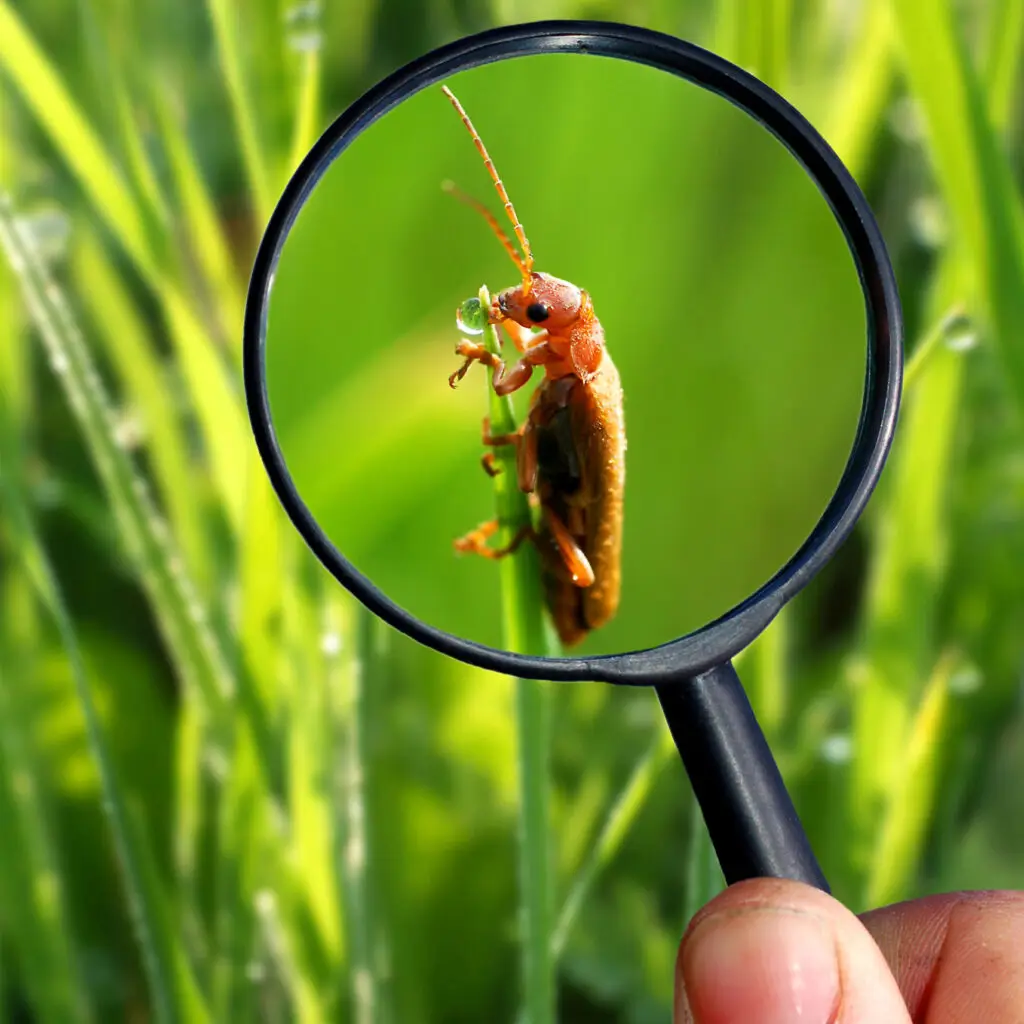 bug in a magnifying glass